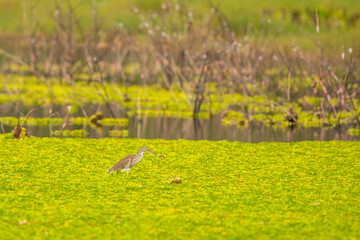 Javan Pond Heron  stand in the rain forest
