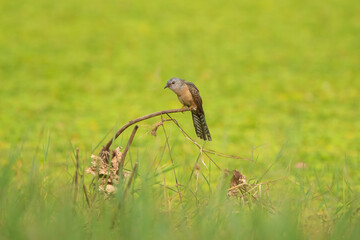 Plaintive Cuckoo standin on the lotus flower in the lake,
