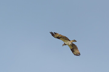 Western Osprey  are carry the fish over the sky