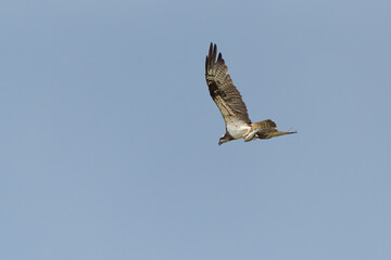 Western Osprey  are carry the fish over the sky