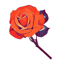 Fototapeta na wymiar colour sketch of a rose flower with a transparent background