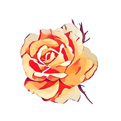 colour sketch of a rose flower with a transparent background