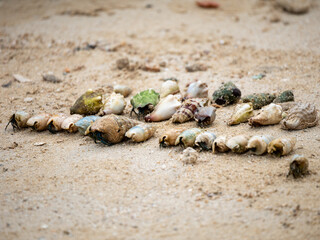 seashell on the beach