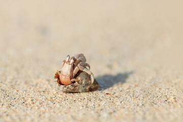 Hermit crab (Paguroidea) in a shell on a sandy the beach.