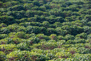 View of coffee plantation in countryside of Minas Gerais state, Brazil