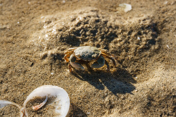 Crab at low tide in Abel Tasman National Park, New Zealand.