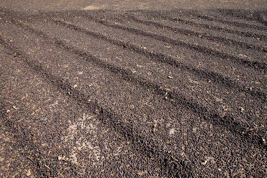Coffee beans being spread out in the drying yard. In countryside of Minas Gerais State, Brazil