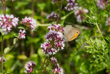 Meadow brown (maniola jurtina) butterfly sitting on a flower in Zurich, Switzerland