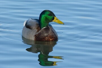 Male Mallard (Anas platyrhynchos) swimming