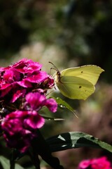 Little yellow butterfly on pink flowers with green background