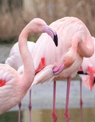 Portrait of beautiful Greater Flamingos (Phoenicopterus roseus) in park. Closeup.