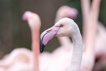 Naklejka premium Portrait of beautiful Greater Flamingos (Phoenicopterus roseus) in park. Closeup.