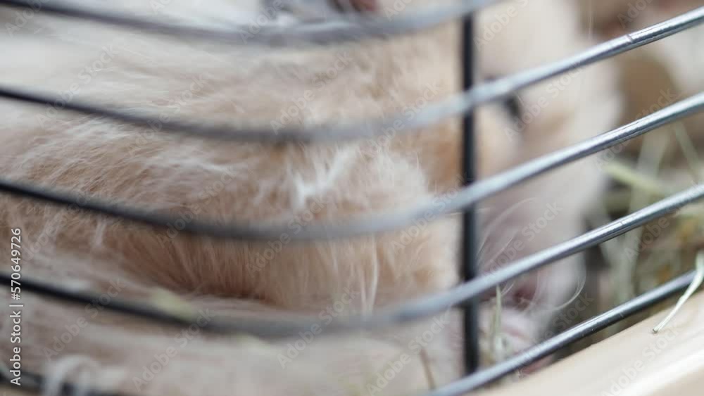 Canvas Prints Syrian hamster in a cage washing himself in a cage