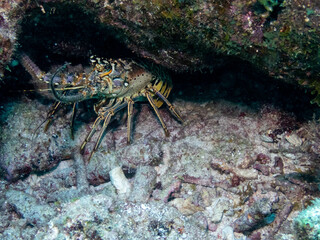 Caribbean Spiny Lobster