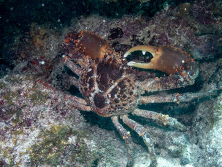 Fototapeta premium Channel Clinging Crab