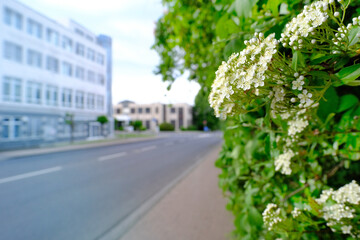 spring street, out of focus road, hawthorn branch, blooming buds, lush spring foliage, vegetation ornamental shrub, good weather, environmental concept, banner for designer