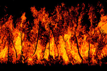 fire burning wood in forest. Forest fire. wildfire on black background