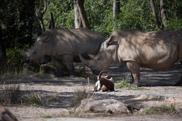 Fototapeta premium rhino in the wild