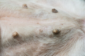 close-up photo of a mammary gland tumor in dog