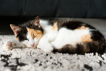 Portrait of a calico cat at home. Calico cats are domestic cats with a spotted or particolored coat that is predominantly white, with patches of two other colors.