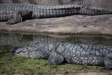 Obraz premium alligator in the everglades