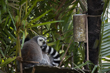 lemur on tree