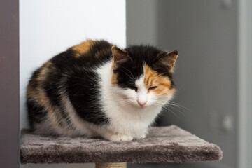 Portrait of a calico cat at home. Calico cats are domestic cats with a spotted or particolored coat...