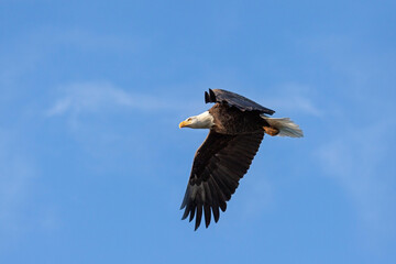 Wings flapping, a bald eagle soars across the sky