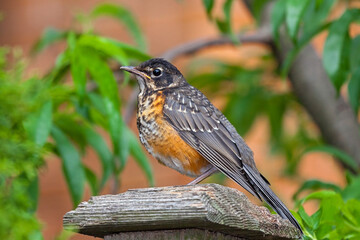 Immature Robin on a Fence Post
