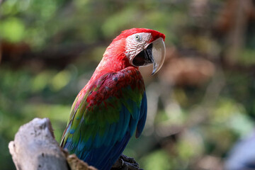 Close up head the red macaw parrot bird in garden