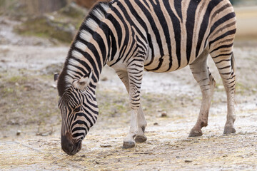 Fototapeta na wymiar The plains zebra (Equus quagga, formerly Equus burchelli), also known as the common zebra or Burchell's zebra, is the most common and geographically widespread species of zebra.
