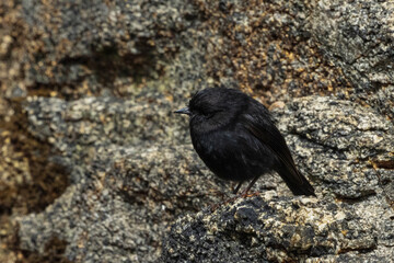 Snares Tomtit (Petroica dannefaerdi)