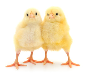 Two yellow chickens.