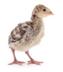 Chicken turkey isolated.
