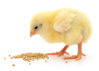 Baby chicken having a meal