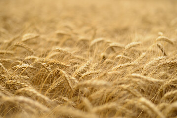 Ears of wheat.
