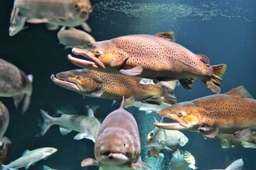Seebrassen im Aquarium, Fische, Fischwarm der Ostsee