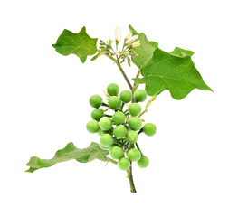 Solanum torvum or turkey berry on transparent png