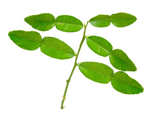 Kaffir lime leaves on white background