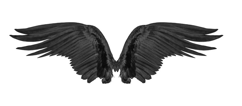 black wing isolated on transparent png