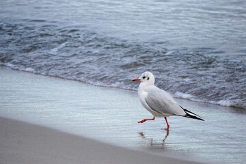 Möwe beim Strandspaziergang an der Ostsee