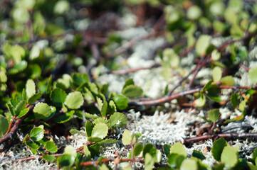 dwarf birch in close-up. moss yagel, northern tundra vegetation close-up