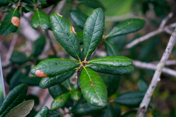 Close up of the leaves of a Sand Live Oak (Quercus geminata)
