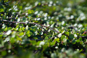 dwarf birch in close-up. northern tundra vegetation close-up