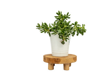 Crassula beautiful succulent plant in white ceramic pot on a wooden plant stand isolated white background