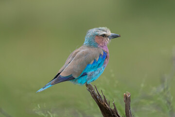 Lilac-breasted roller - Coracias caudatus perched with green background. Photo from Kruger National Park in South Africa