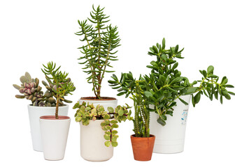 Beautiful succulents plants in decorative pots isolated on white background