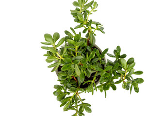 Crassula beautiful succulent high angle view isolated on white background
