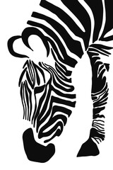 Artistic illustration of a zebra grazing with front leg visible. in monochrome colors (black stripes are drawn by hand) on a white background