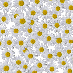 Pattern with camomiles. Daisy background design.